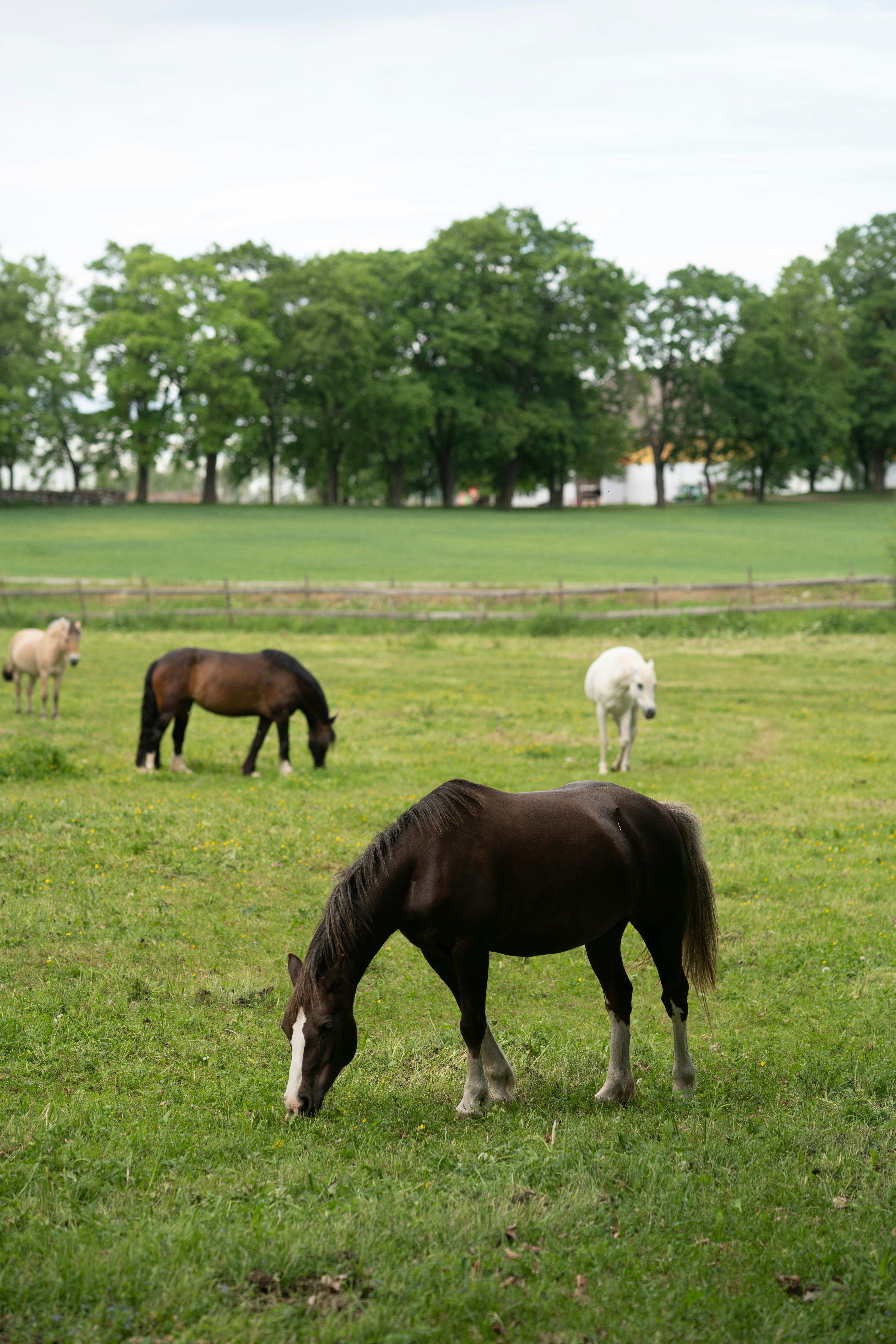 Rettshjelpsdekning